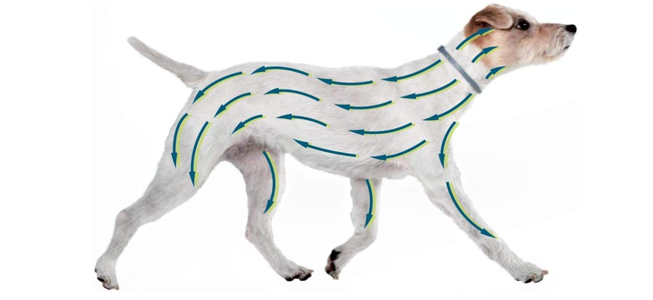 Collare Antiparassitario Seresto per cani fino a 8 Kg